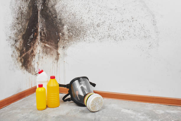Best Insurance-Related Mold Remediation in Iyanbito, NM