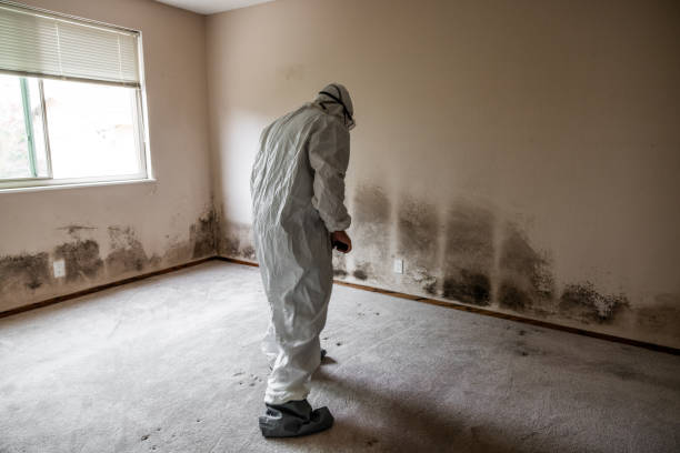 Best Emergency Mold Remediation in Iyanbito, NM