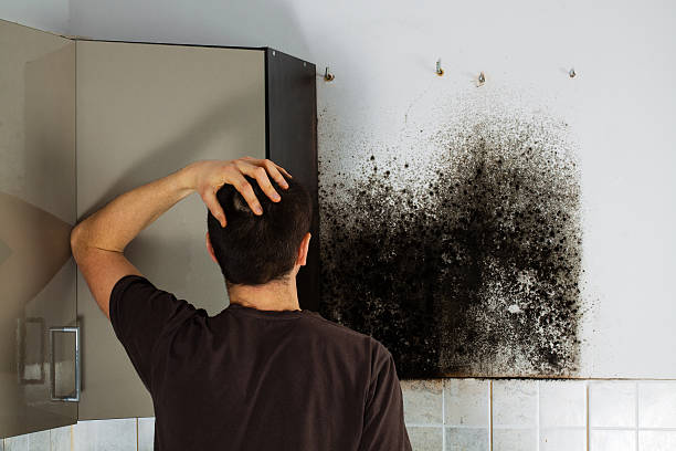 Best Mold Testing and Inspection Services in Iyanbito, NM