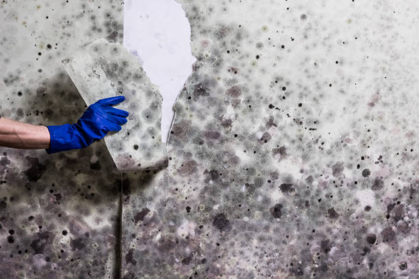 Best HVAC Mold Remediation in Iyanbito, NM
