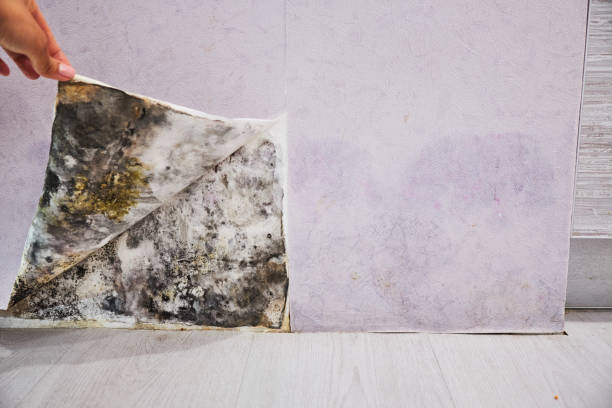 Trusted Iyanbito, NM Mold Remediation Experts